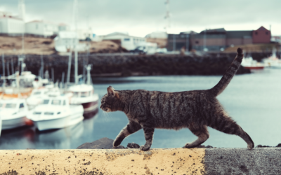 Emmener son chat à bord pour une croisière… et pourquoi pas ?