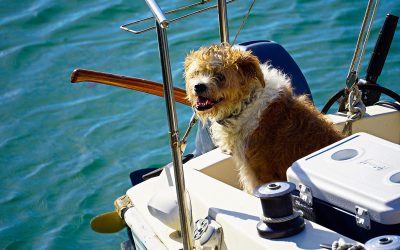 Naviguer avec son chien