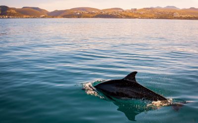 Où naviguer pour approcher les dauphins en France ?